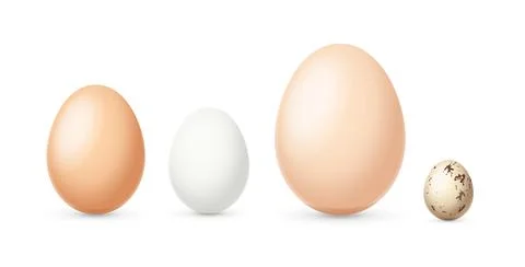 Realistic Detailed 3d Different Types and Sizes Eggs Set. Vector Stock-Illustration