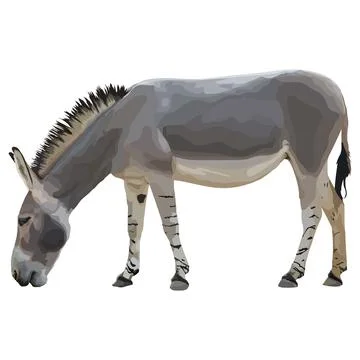 Realistic donkey. Side view. Vector illustration isolated on white background Stock Illustration