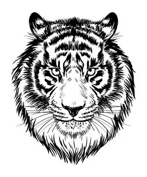Realistic drawn face of a tiger, vector illustration. Muzzle, portrait of a Stock Illustration