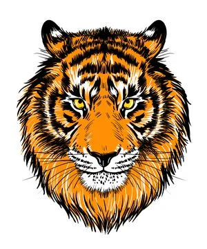 Realistic drawn face of a tiger, vector illustration. Tiger portrait color Illustrazione stock