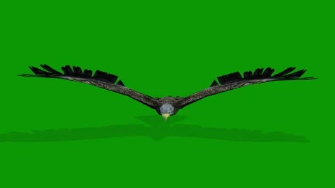 Realistic Eagle on Green Screen Slowly Fly From Front 3D Rendering Animation Stock Footage 308841308