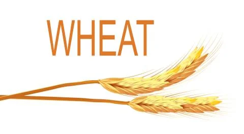 Realistic ear of wheat isolated vector illustration Stock Illustration