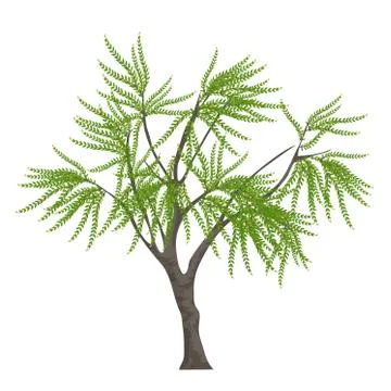 Realistic elegant tree isolated on white background. Stock Illustration