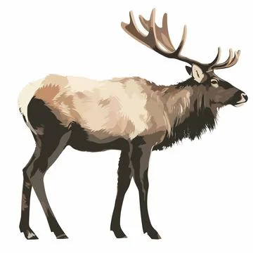 Realistic elk vector on white Illustrazione stock