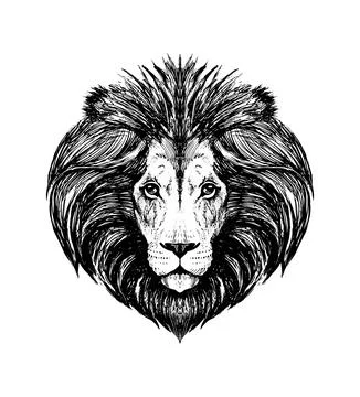 Realistic engraving drawing of lion muzzle, wild beast head, zoo, safari, l.. Stock Illustration