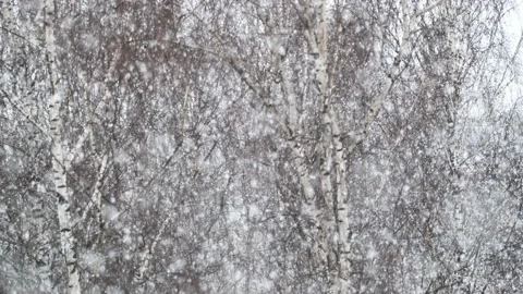 Realistic falling snow on blurred trees background. close-up Stock Footage 198912585