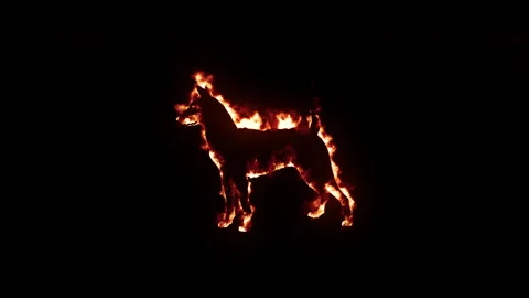 Realistic fire effect of dog silhouette with burning flames on black background Stock Footage 327556413