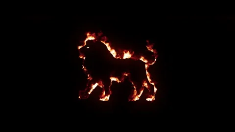 Realistic fire effect of lion silhouette with burning flames on black background Stock Footage 327557334