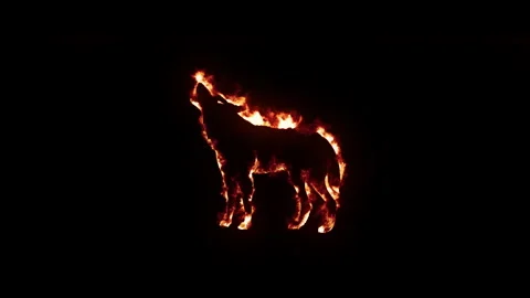 Realistic fire effect of wolf silhouette with burning flames on black background Stock Footage 327556186