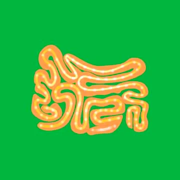 Realistic flat vector illustration of intestine. Human internal organ Stock Illustration