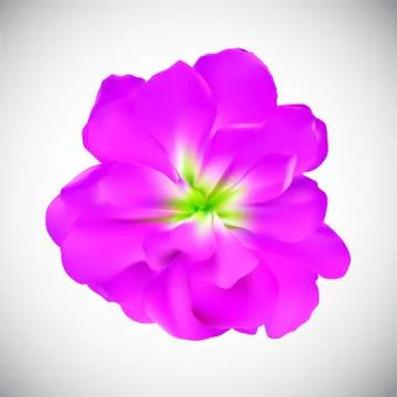 Realistic Flower High Quality Vector Illustration Stock-Illustration