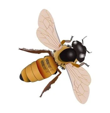 Realistic fly illustration Stock Illustration