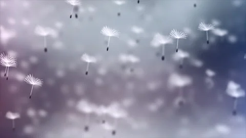Realistic Flying Dandelions Motion Graphics Pack Stock Footage 277033737