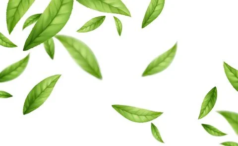 Realistic flying falling green tea leaves isolated on white background イラスト素材