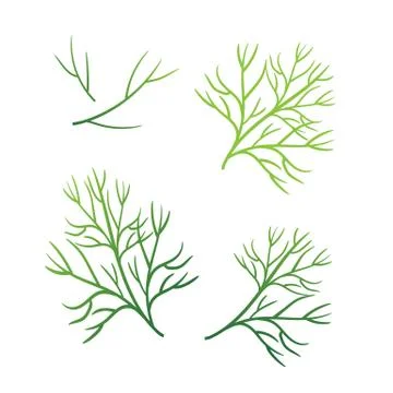 Realistic fresh dill leaf herb. Isolated flat vector element for advertising  Stock Illustration