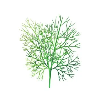Realistic fresh dill leaf herb. Isolated flat vector element for advertising  Stock Illustration
