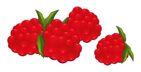 Realistic fresh red raspberry isolated on white background - Vector Illustrazione stock