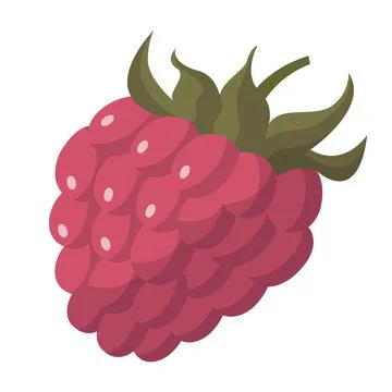 Realistic fresh red raspberry isolated on white background - Vector Illustrazione stock