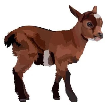 Realistic goat , side view, isolated farm animals. Stock Illustration