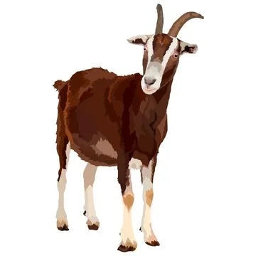 Realistic goat , side view, isolated farm animals. Stock Illustration