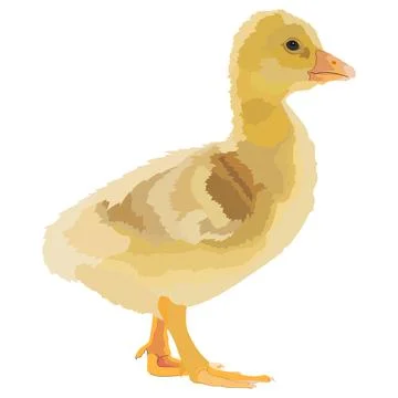 Realistic gosling , side view, isolated farm animals. Stock Illustration