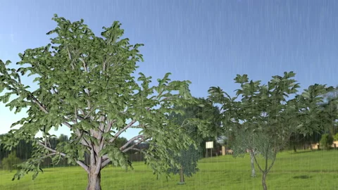 Realistic graphic animation of trees, wind and storm with sound - 4K - ProRes Stock Footage 166396511