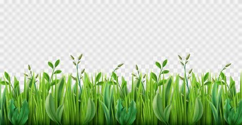 Realistic grass border. Lush strip of green lawn grass, 3d herbs isolated on Stock Illustration