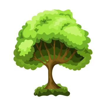 Realistic green deciduous tree isolated on white background - Vector Stock Illustration