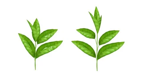 Realistic green leaf vector set. Fresh and organic herbal elements isolated.. イラスト素材