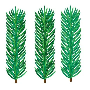 Realistic green pine branches with needles isolated vector illustration for s Stock Illustration
