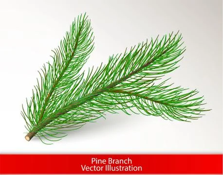 Realistic green pine tree branch isolated on white background. Object and pine Stock Illustration