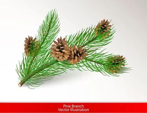 Realistic green pine tree branch with brown cones isolated on white backgroun Stock Illustration