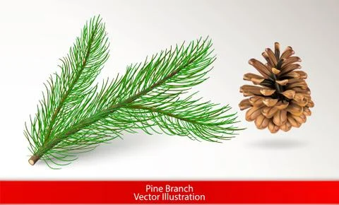 Realistic green pine tree branch and brown cone isolated on white background. Stock Illustration