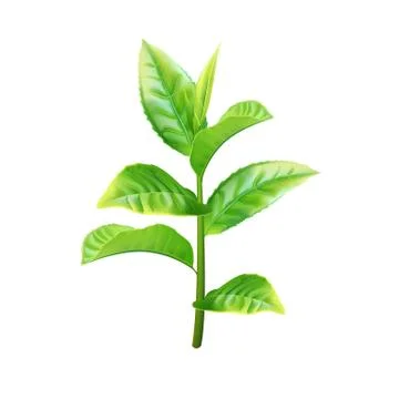 Realistic green tea branch. Vector illustration Stock Illustration