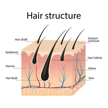 Realistic hair structure composition with a set of text captions indicating Stock Illustration