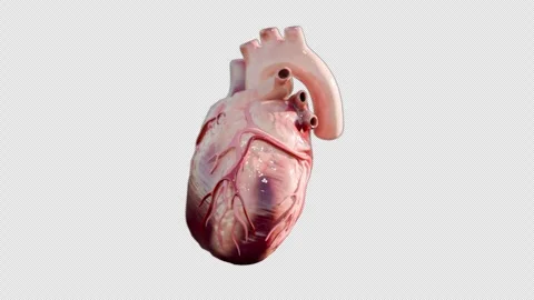 Realistic Heart fast beat Loop with Alph... | Stock Video | Pond5