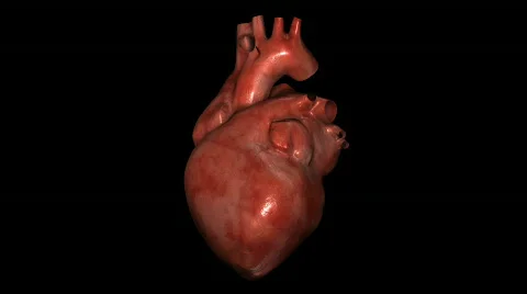 Realistic Heart Stock-Footage 580352