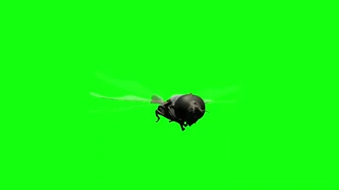 Realistic house fly hovering and flying rapidly on chroma key green screen Stock Footage 343805435