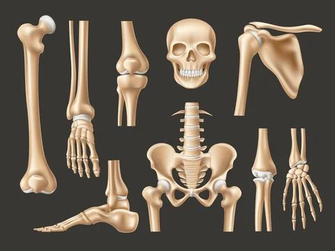Realistic human bones. Isolated 3d anatomical body parts, skeleton elements Illustrazione stock