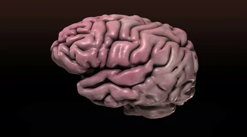 Realistic Human Brain _ 4k Stock Footage 47632835