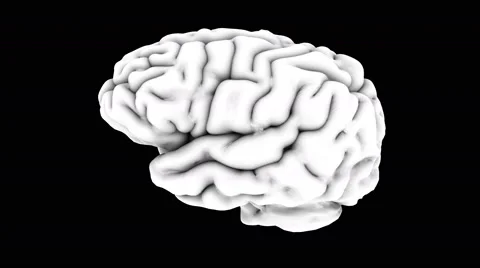Realistic Human Brain _ BlackWhite _ 4k Stock Footage 47632696
