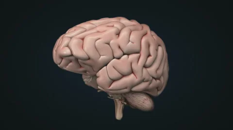 Realistic human brain 스톡 동영상 68192038