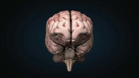 Realistic human brain rotating with alpha 스톡 동영상 69226490