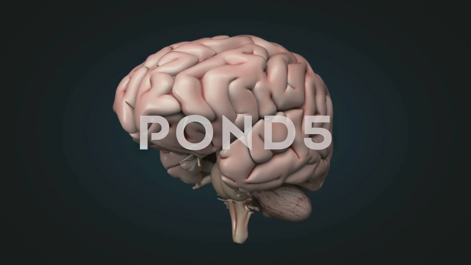 Realistic human brain rotating with alph... | Stock Video | Pond5