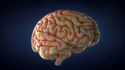 Realistic human brain spinning. Stock Footage 80638092