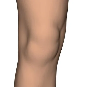 Realistic human knee isolated on white background. 3D. Vector illustration. Stock Illustration