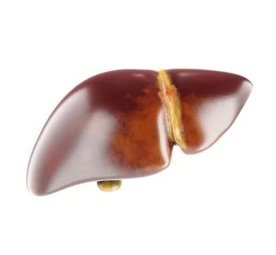Realistic human liver 3d rendering Stock Illustration