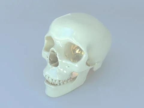 Realistic human scull Stock Illustration