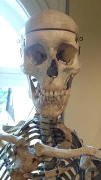 A Realistic Human Skeleton Model Designed Specifically for Educational Use and Stock Photos