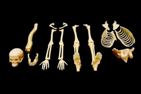 Realistic Human Skeleton Model Isolated on Black Background Stock Photos